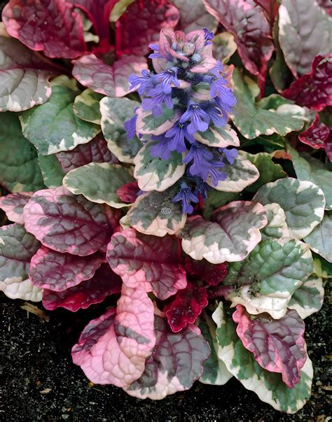 ajucax|Ajuga reptans ‘Burgundy Glow’